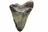 Bargain, Megalodon Tooth - North Carolina #152894-1